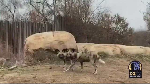 ZOO-AFRICAN-WILD-DOGS-12VO_frame_240.jpg 
