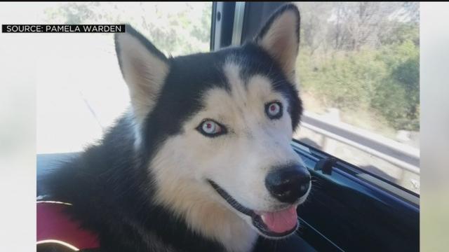 KENAI-STOLEN-HUSKY.jpg 