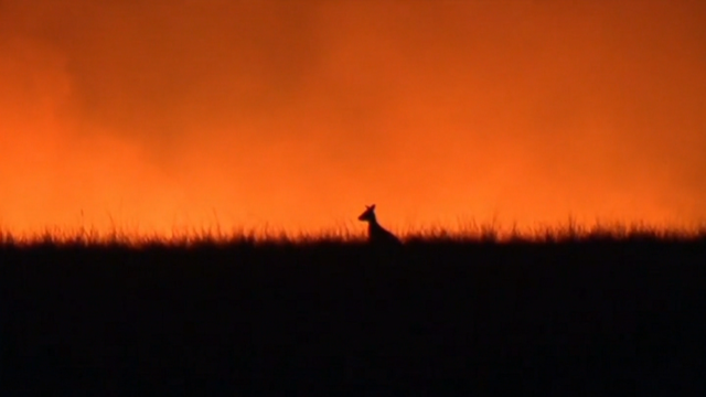 AUSTRALIA-FIRES-WILDLIFE-STUDY-10PKG.transfer_frame_282.png 