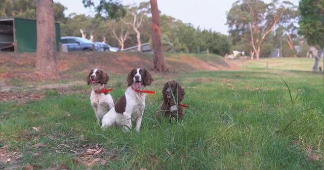 Special dogs searching for koalas in Australia bushfires