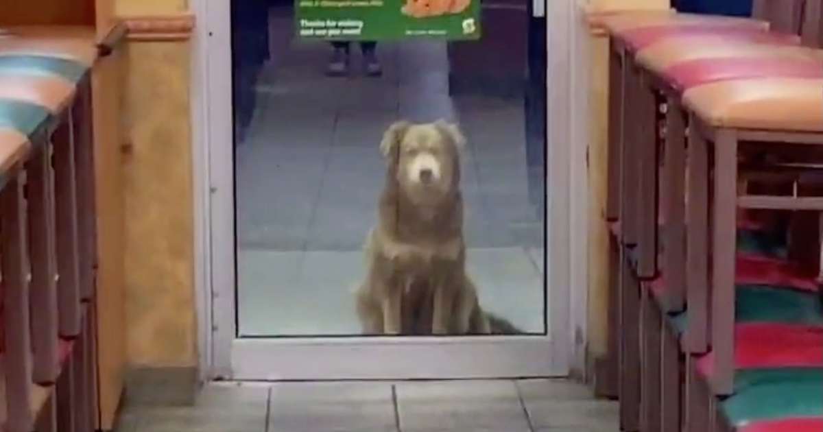 "Subway Sally," stray dog who shows up to local Subway for food every