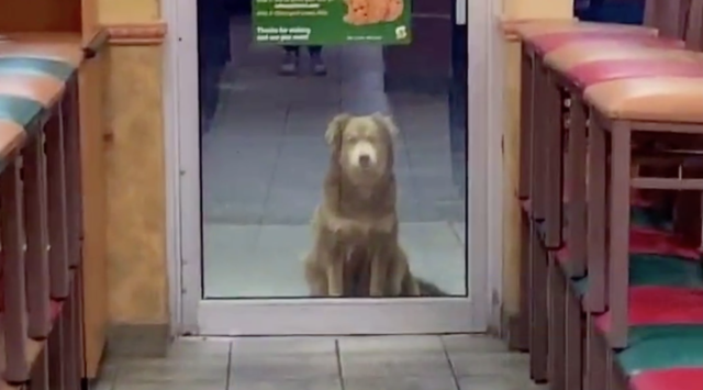 are dogs allowed in subway restaurant