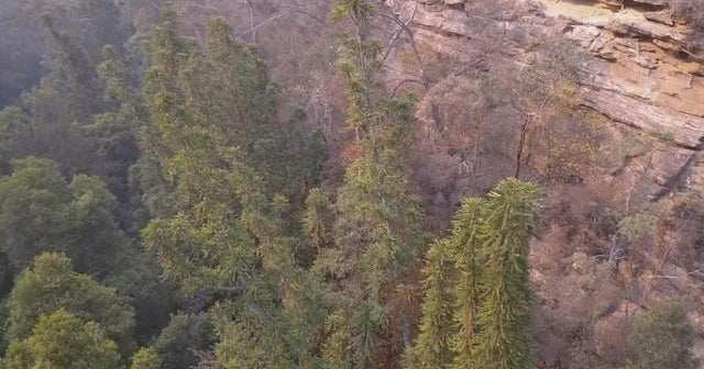 Secret mission saves rare prehistoric trees from Australia bushfires