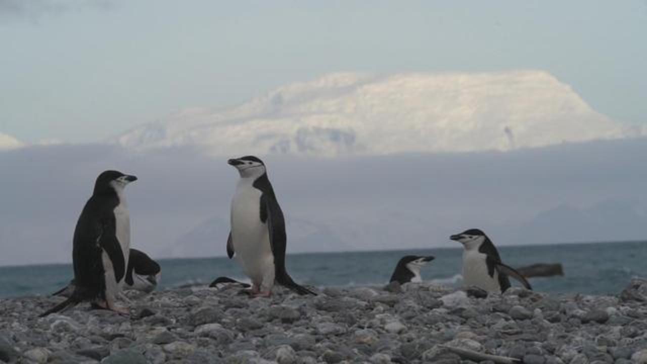 Penguin poop spotted from space reveals hidden colonies in melting region of  Antarctica - CBS News