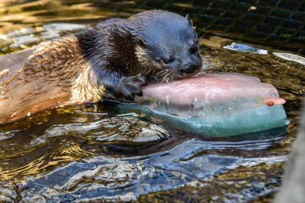 Mary The Otter's 20th Birthday 1 