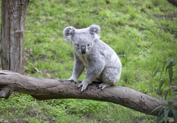 SF Zoo Koala 
