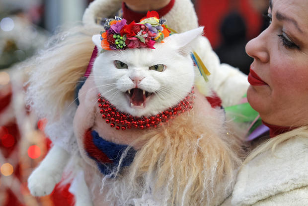 A cat dressed in a traditional outfit takes part during the 