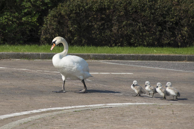 Family of Swans cross the road Cambourne, England 