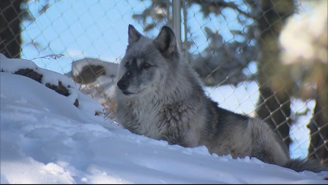 COLORADO-WOLF-PACK-PKG_frame_1231.jpg 