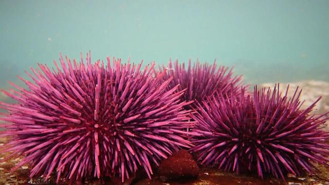 seaurchins-blackstone-2010303-640x360.jpg 