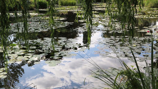 nature-monet-garden-2010375-640x360.jpg 