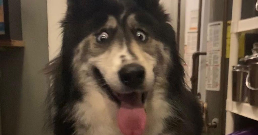 Abandoned 4-Year-Old Siberian Husky Named Jubilee With 'Weird' Eyes Has ...