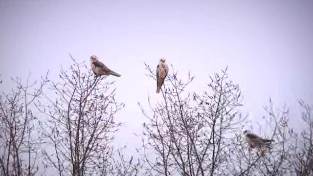 kites-watching-you.jpg 