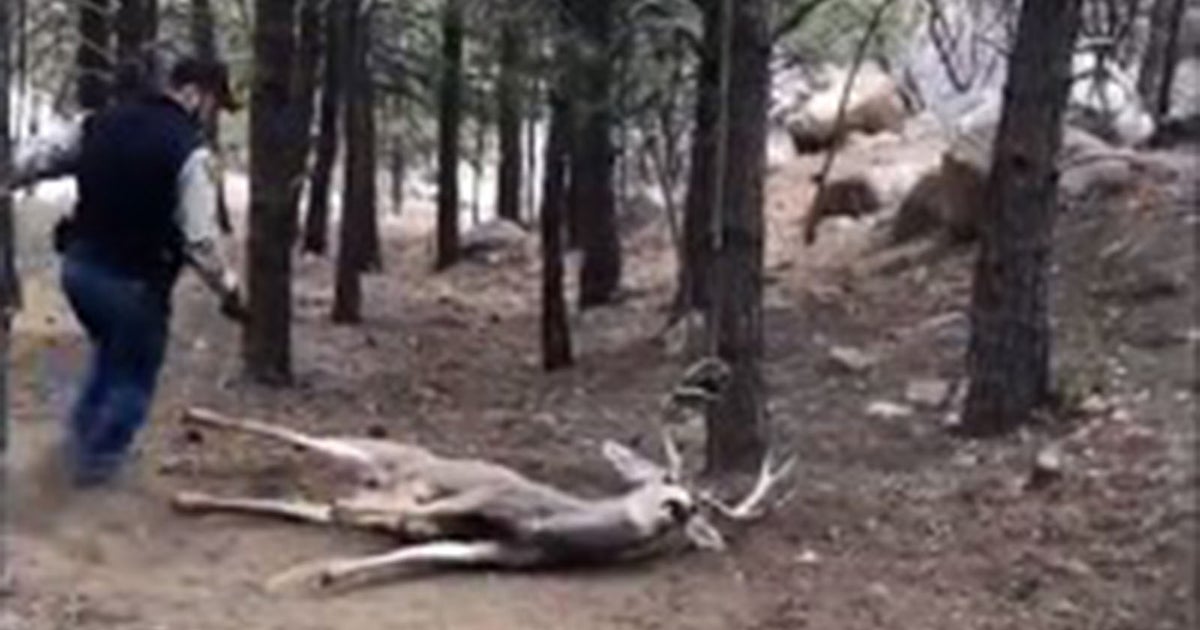 Colorado Parks & Wildlife Officers Free Buck Tangled In Hammock - CBS ...