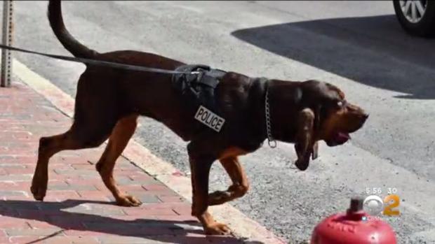 Remi Maywood Police bloodhound 
