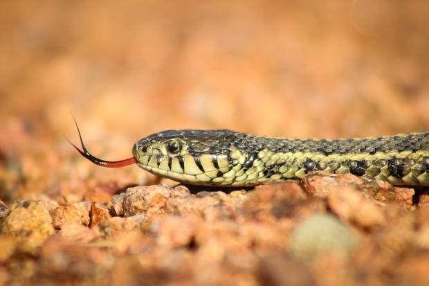 Snake Photo: Jacob Dalen Sauk Trail Reservoir December 2019 