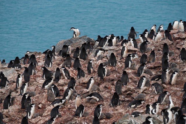 elephant-island-penguins-01.jpg 