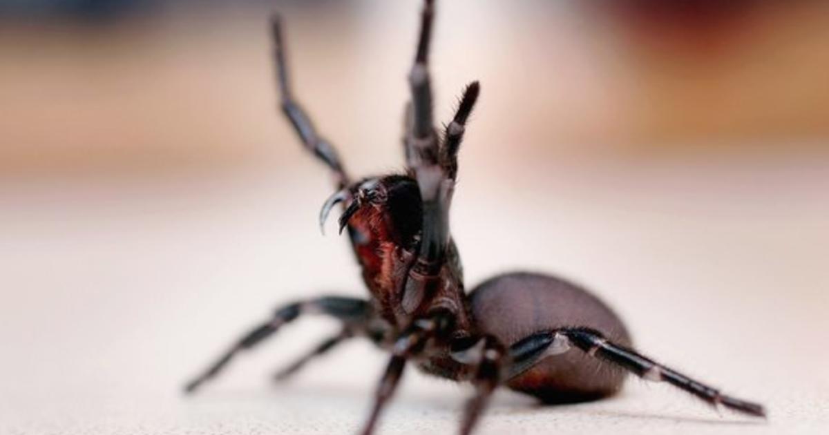 Spiders in Australia - Everything you need to know
