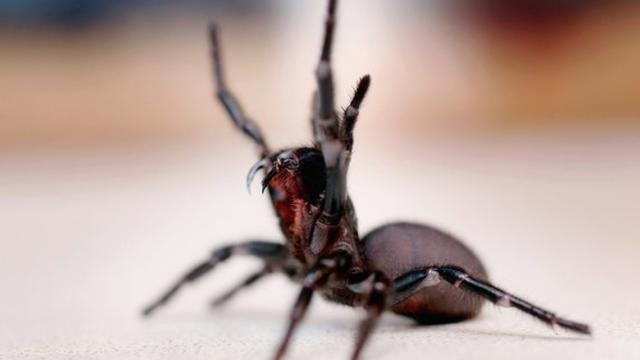 cbsn-fusion-australians-facing-deadly-spider-bonanza-thumbnail-438575-640x360.jpg 