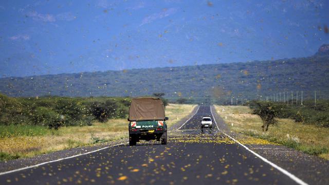 KENYA-CLIMATE-LOCUST-NATURE 