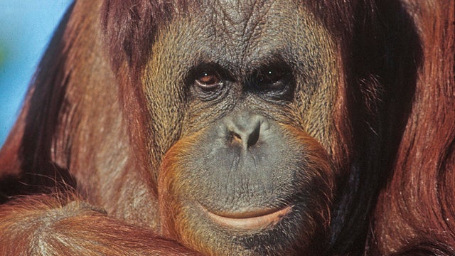 orangutan-at-fort-worth-zoo-verne-lehmberg-promo.jpg 
