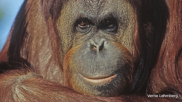 orangutan-at-fort-worth-zoo-verne-lehmberg-620.jpg 