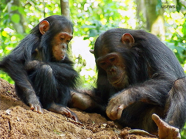 two-goodall-chimpanzees-glitter-and-her-sister-gaia-us-fish-and-wildlife-620-tall.jpg 