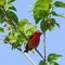 Nature: Songbirds in Texas