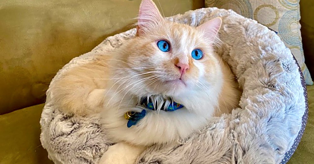 Want To Adopt A Pet? Here Are 7 Charming Cats To Adopt Now In Los