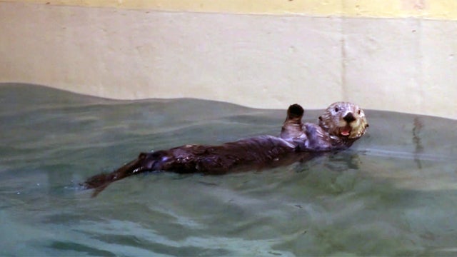 Rocky-The-Sea-Otter.jpg 