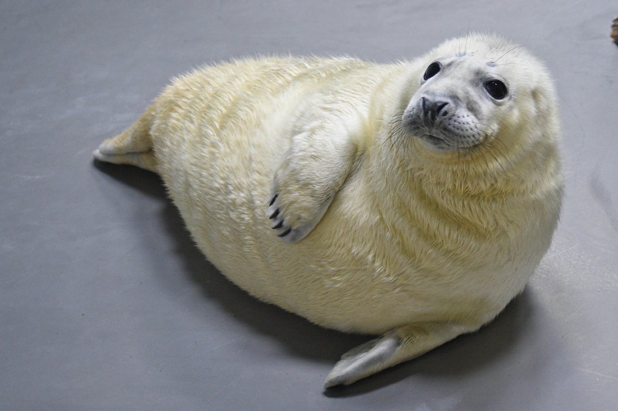 VIDEO Brookfield Zoo Two Baby Seals CBS Chicago