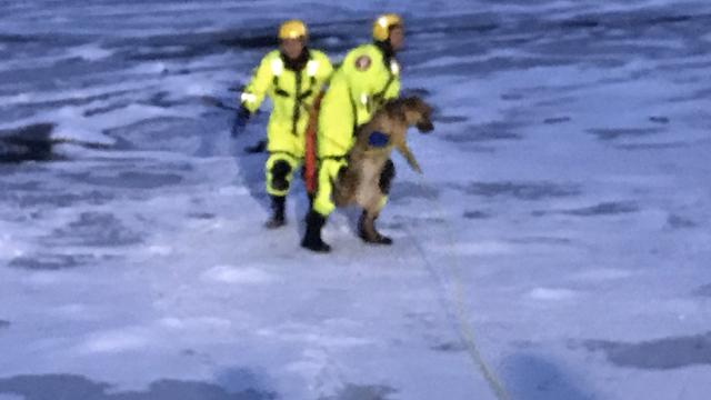 dog-rescue.jpg 