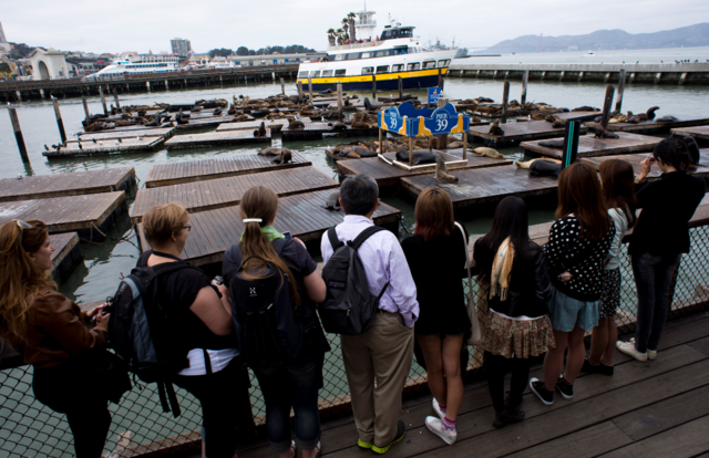 26th Anniversary of the California Sea Lions Arrival at Pier 39 in San  Francisco - The Life of Luxury