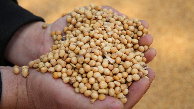 soybeans.jpg 