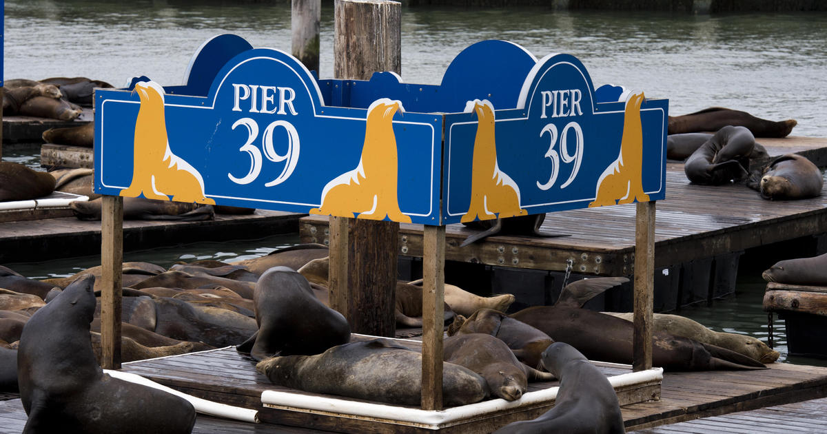 San Francisco sea lions celebrated 30 years after first invading the docks  - CBS News
