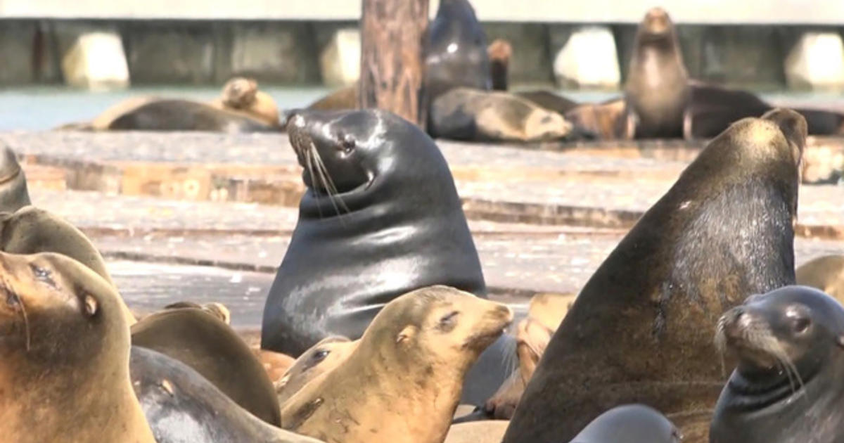 Have you heard? The SEA LIONS have made it to the final four to be San  Francisco's official animal! But it's a close race to see who will…