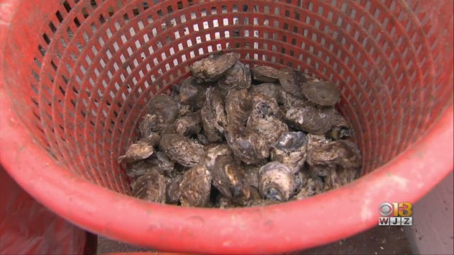 Oysters.jpg 