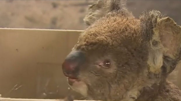 North Texas Zoos To Help Aid Rehabbing Marsupials In Australia Following Wildfires 