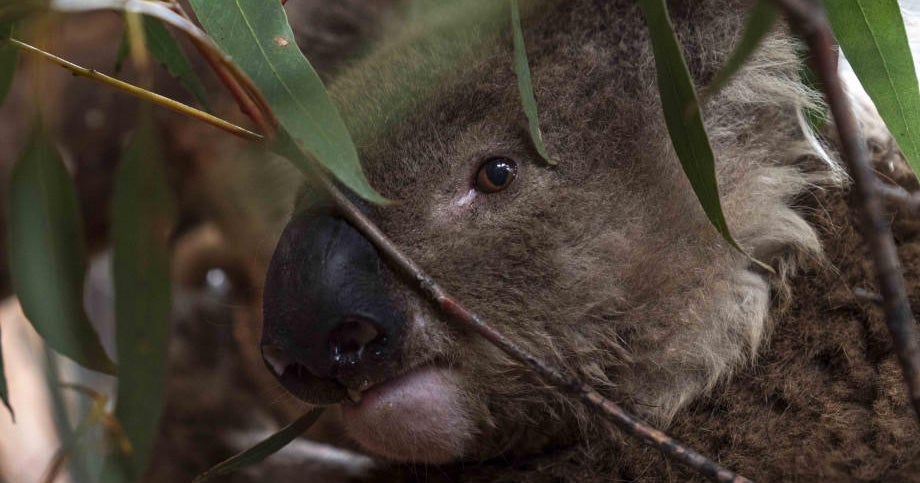 Australia fires Rescued koalas named after American firefighters who