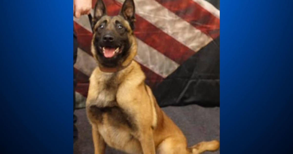 North Huntingdon Police Extend Warm Welcome To New Police K9 Ivan Cbs Pittsburgh 7803