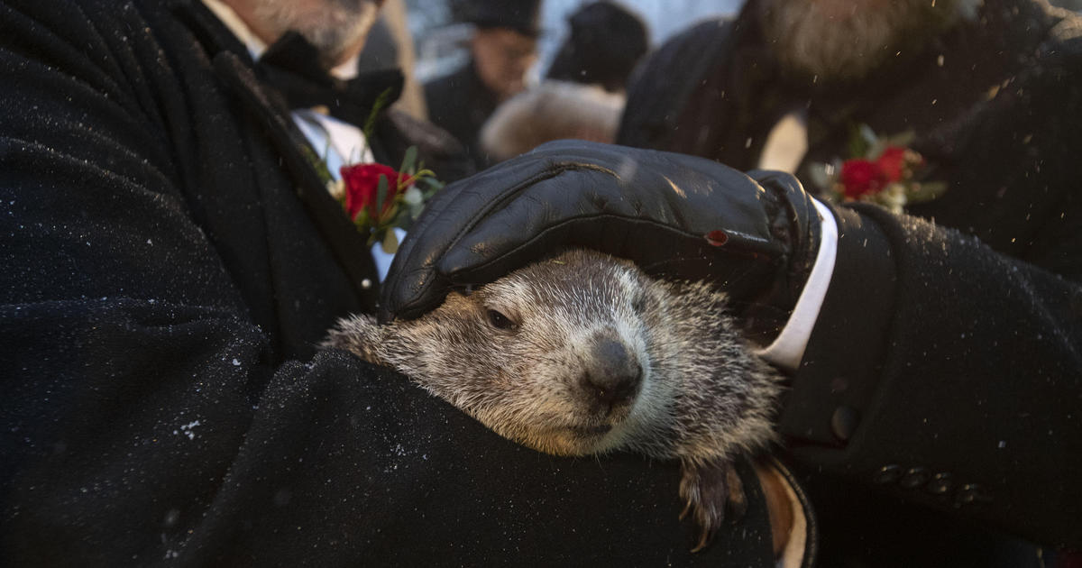 Groundhog Day 2020: Punxsutawney Phil doesn't see shadow, declares