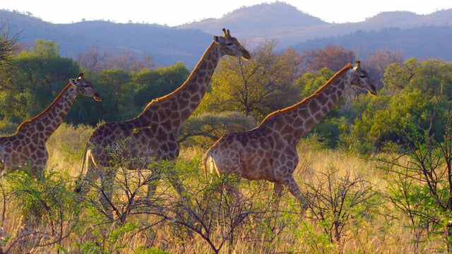 giraffes2-2019168-640x360.jpg 