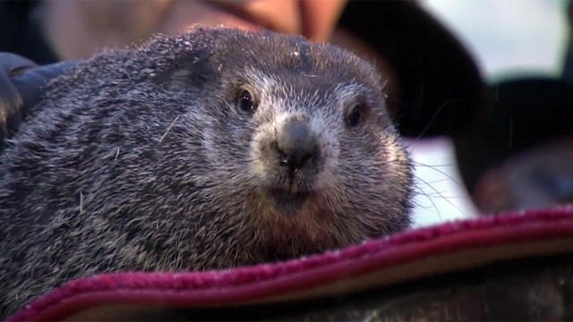 Punxsutawney-Phil.jpg 