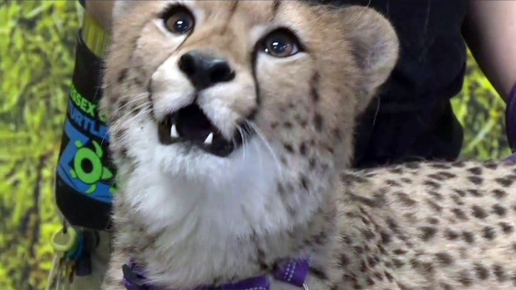 Best Friends With A Purpose Cheetah Has A 'Therapy Dog' Companion At