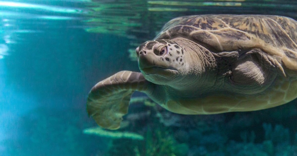 National Aquarium's Green Sea Turtle Calypso Dies CBS Baltimore