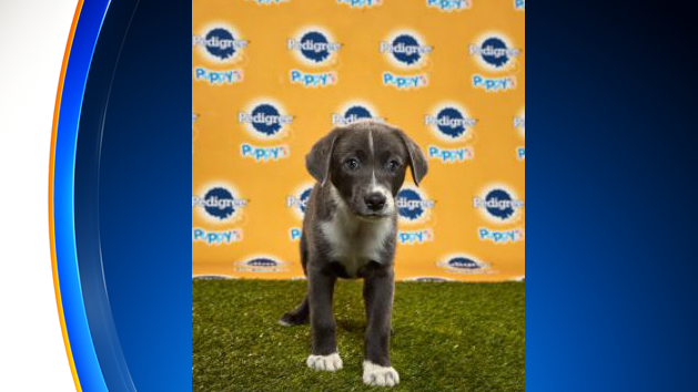 0202puppybowl.png 