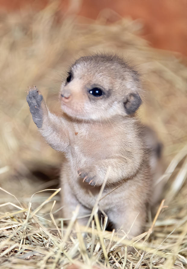 Zoo Miami Baby Meerkats 