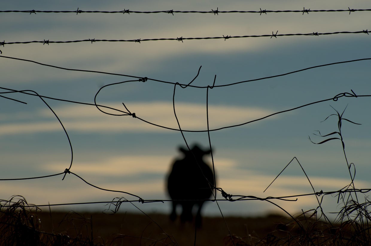 CANADA-ANIMAL-DISEASE-MADCOW