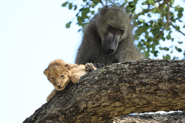 South Africa Baboon Lion Cub 