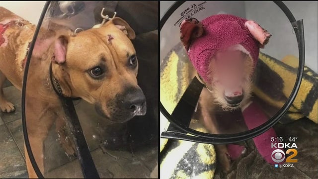 erie-drano-dogs.jpg 